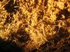 Aven_de_la_Buse_006.jpg im Album Aven B.