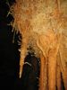 Aven_de_la_Buse_007.jpg im Album Aven B.