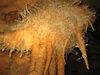 Aven_de_la_Buse_011.jpg im Album Aven B.